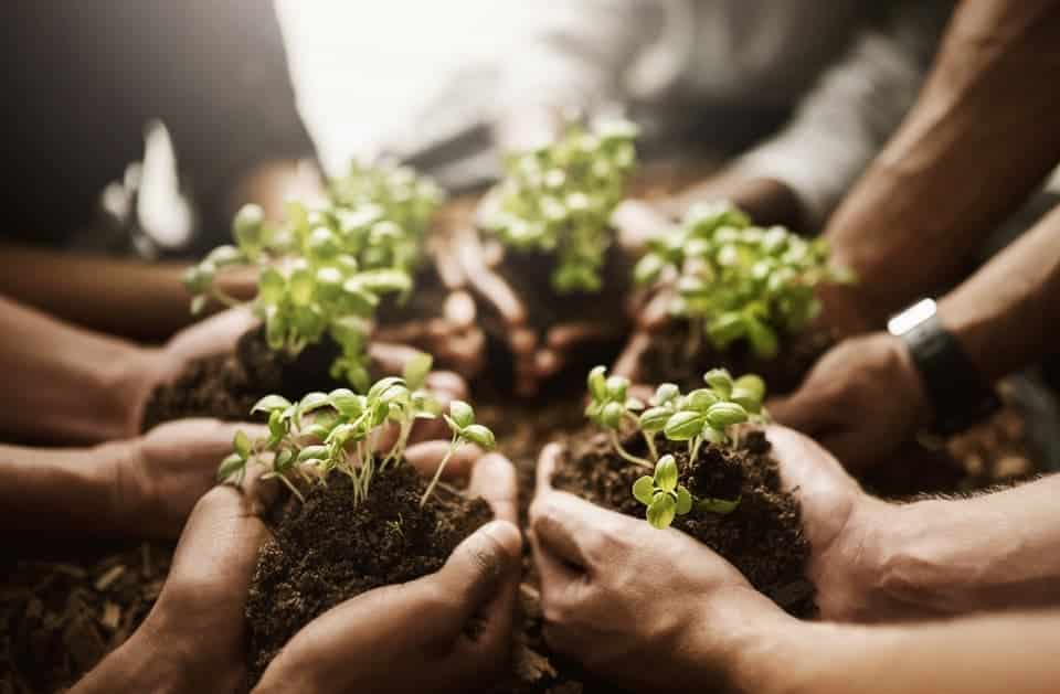 hands with plants (1)